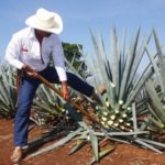 agave blue, tequila jalisco mexico
